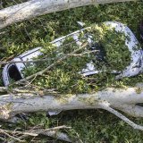 Une femme de 58 ans a été tuée par la chute d'un arbre en se rendant à son travail à pied en Lombardie.